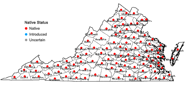 Locations ofAgrostis perennans (Walt.) Tuckerman in Virginia