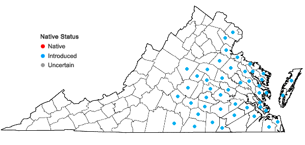 Locations ofAira caryophyllea L. in Virginia
