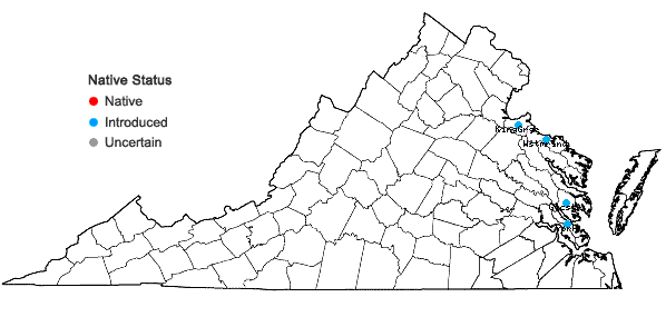 Locations ofAjuga chamaepitys (L.) Schreb. in Virginia