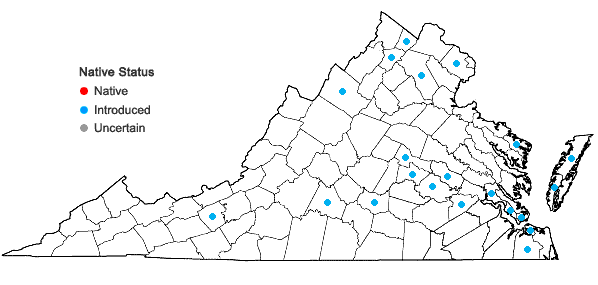 Locations ofAjuga reptans L. in Virginia