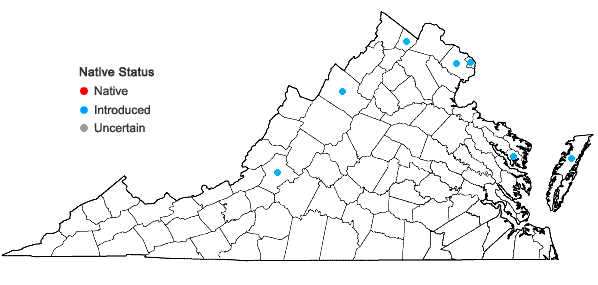 Locations ofAlcea rosea L. in Virginia