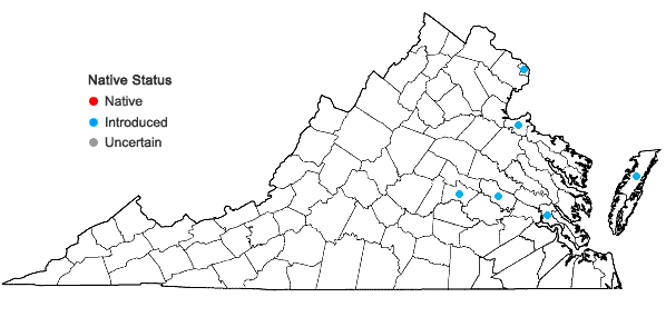 Locations ofAlopecurus myosuroides Huds. in Virginia