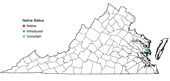 Locations ofAlthaea officinalis L. in Virginia