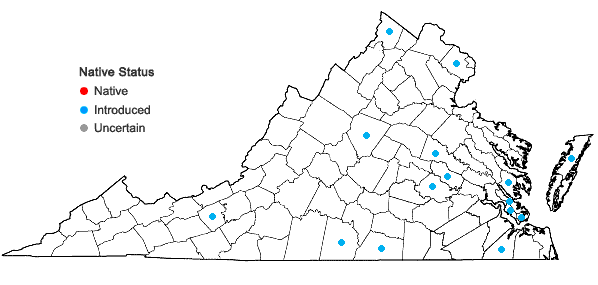 Locations ofAmaranthus blitum L. ssp. emarginatus (Uline & W.L.Bray) Carr., Muñoz Garm., & Pedrol in Virginia