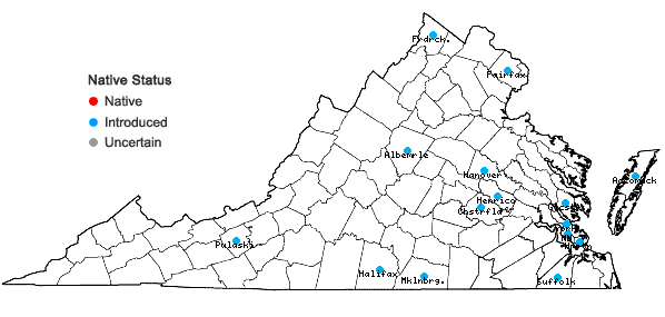 Locations ofAmaranthus blitum L. ssp. emarginatus (Uline & W.L.Bray) Carr., Muñoz Garm., & Pedrol in Virginia