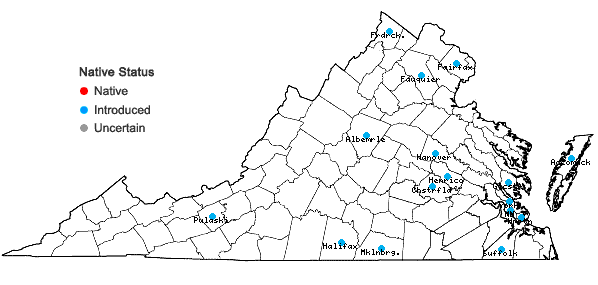 Locations ofAmaranthus blitum L. ssp. emarginatus (Uline & W.L.Bray) Carr., Muñoz Garm., & Pedrol in Virginia