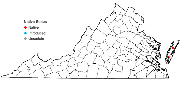 Locations ofAmaranthus pumilus Rafinesque in Virginia