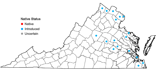 Locations ofAmpelopsis brevipedunculata (Maxim.) Trautv. in Virginia