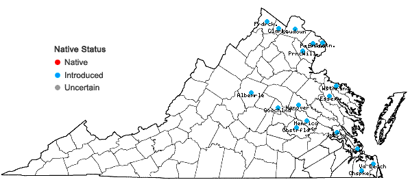Locations ofAmpelopsis brevipedunculata (Maxim.) Trautv. in Virginia