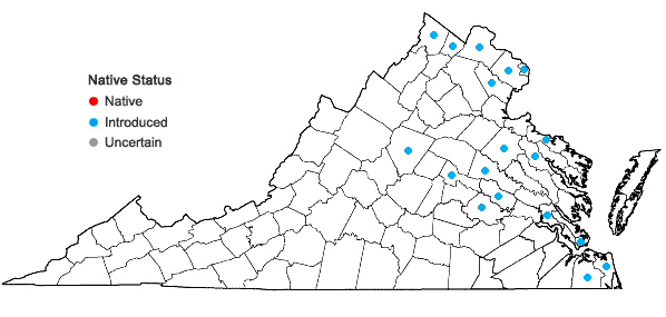 Locations ofAmpelopsis glandulosa (Wallr.) Momiy. in Virginia