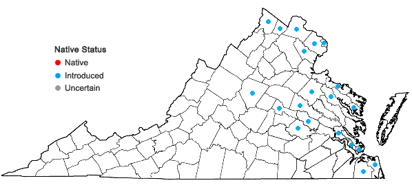 Locations ofAmpelopsis glandulosa (Wallr.) Momiy. in Virginia