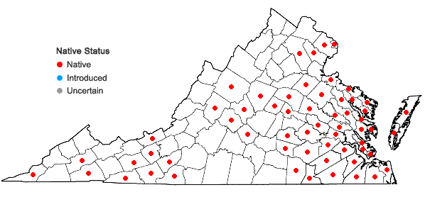 Locations ofAnatherum glomeratum (Walter) Vorontsova & E.A. Kellogg in Virginia