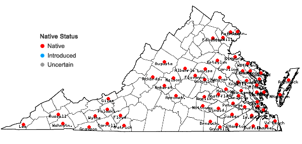 Locations ofAnatherum glomeratum (Walter) Vorontsova & E.A. Kellogg in Virginia