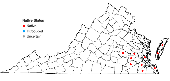 Locations ofAnatherum hirsutius (Hackel) Weakley & LeBlond in Virginia