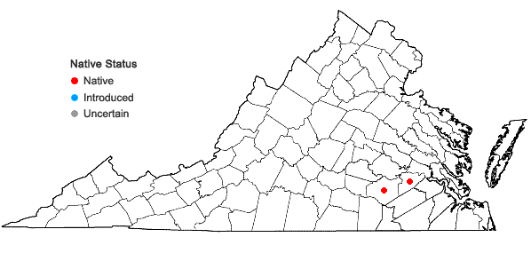 Locations ofAnatherum mohrii (Hackel) Vorontsova & E.A. Kellogg in Virginia