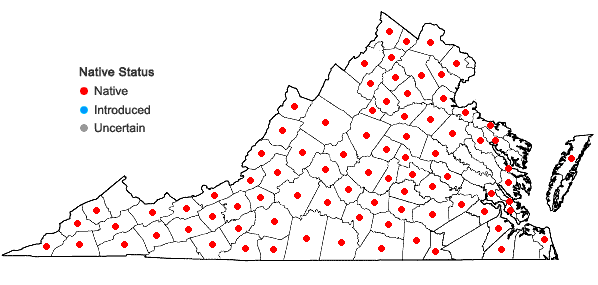 Locations ofAndersonglossum virginianum (L.) J.I. Cohen in Virginia