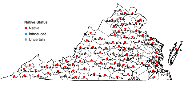 Locations ofAndersonglossum virginianum (L.) J.I. Cohen in Virginia