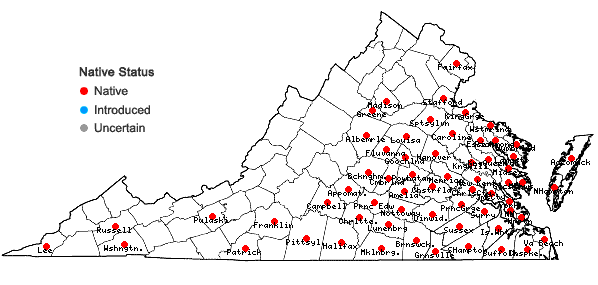 Locations ofAndropogon ternarius Michx. var. ternarius in Virginia