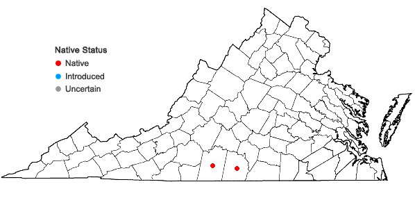 Locations ofAnemone berlandieri Pritz. in Virginia