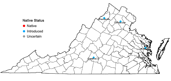 Locations ofAnethum graveolens L. in Virginia