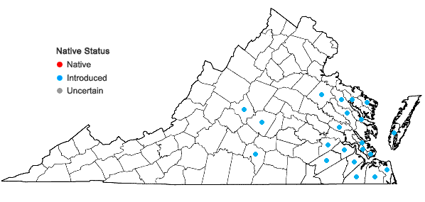 Locations ofAnoda cristata (L.) Schlecht. in Virginia