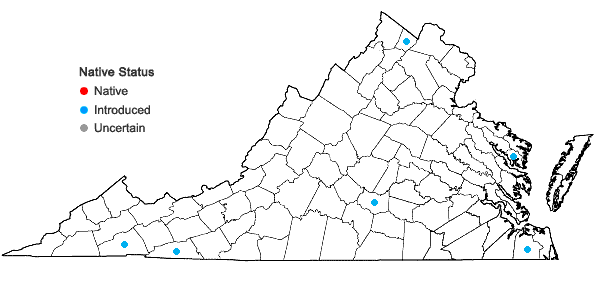 Locations ofAnthoxanthum aristatum Boiss. in Virginia