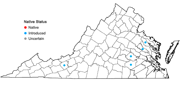 Locations ofAnthriscus caucalis Bieb. in Virginia