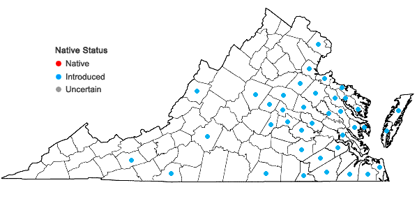 Locations ofAphanes australis Rydberg in Virginia