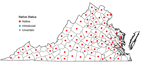 Locations ofAplectrum hyemale (Muhl. ex Willd.) Torrey in Virginia