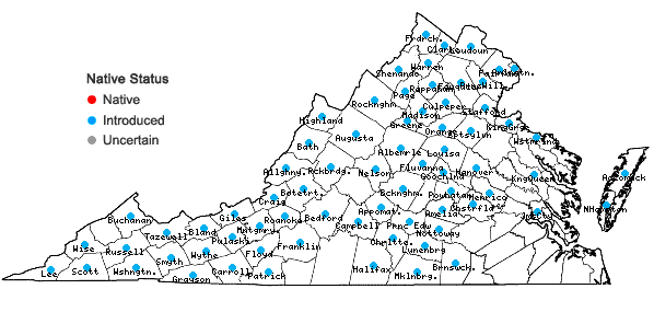 Locations ofArctium minus Bernh. in Virginia