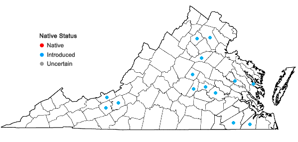 Locations ofArenaria leptoclados (Reichenbach) Guss.  in Virginia