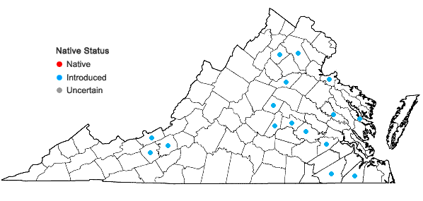 Locations ofArenaria leptoclados (Reichenbach) Guss.  in Virginia