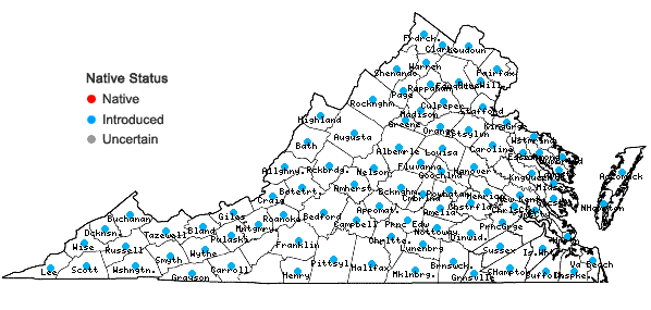 Locations ofArenaria serpyllifolia L. in Virginia