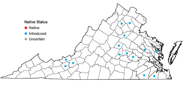 Locations ofArenaria serpyllifolia L. var. tenuior Mertens & W.D.J. Koch in Virginia