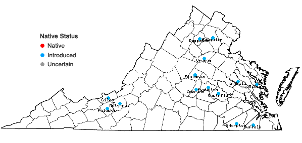 Locations ofArenaria serpyllifolia L. var. tenuior Mertens & W.D.J. Koch in Virginia