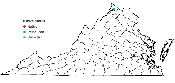 Locations ofArgemone mexicana L. in Virginia