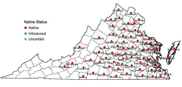 Locations ofAristida oligantha Michx. in Virginia