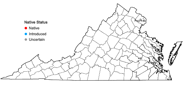 Locations ofAristida ramosissima Engelm. ex A.Gray, in Virginia