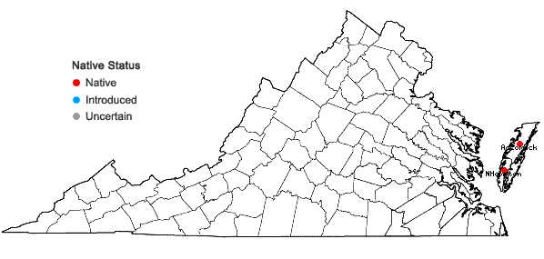 Locations ofAristida tuberculosa Nutt. in Virginia