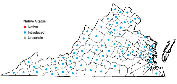 Locations ofArrhenatherum elatius (L.) J. & K. Presl var. elatius in Virginia