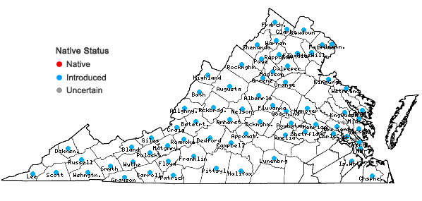 Locations ofArrhenatherum elatius (L.) J. & K. Presl var. elatius in Virginia