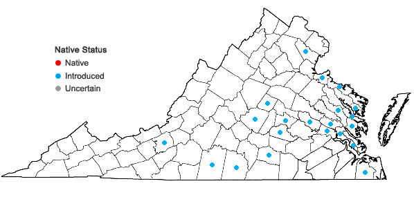 Locations ofArrhenatherum elatius (L.) J. & K. Presl var. bulbosum (Willd.) Spenner in Virginia