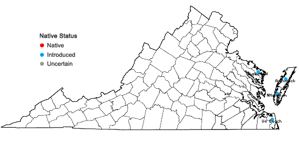 Locations ofArtemisia stelleriana Bess. in Virginia