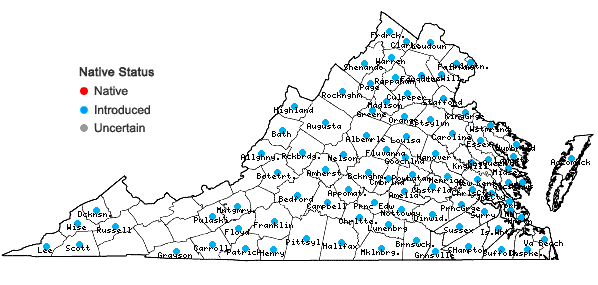 Locations ofArthraxon hispidus (Thunb.) Makino var. hispidus in Virginia