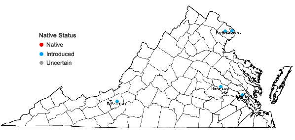 Locations ofArum italicum P. Miller in Virginia