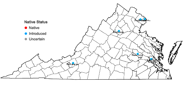 Locations ofArum italicum P. Miller in Virginia