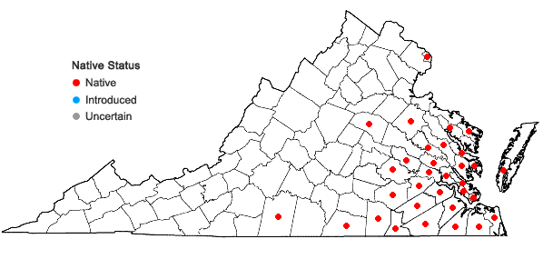 Locations ofArundinaria tecta (Walt.) Muhl. in Virginia