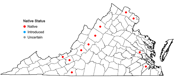 Digital Atlas of the Virginia Flora | Asplenium ×ebenoides R.R. Scott