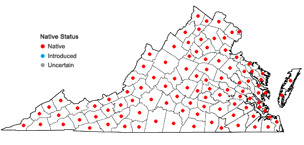 Locations ofAsplenium platyneuron (L.) B.S.P. in Virginia