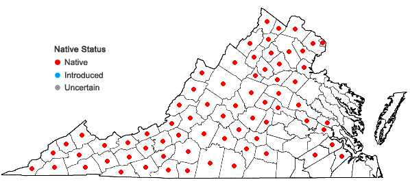 Locations ofAsplenium rhizophyllum L. in Virginia